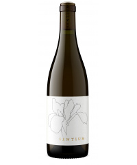 Weißwein Continuum Sentium Sauvignon Blanc 2023