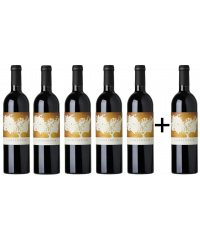Entgiftungspaket Continuum 2019 in Wooden Box 5+1 Tasting Pack